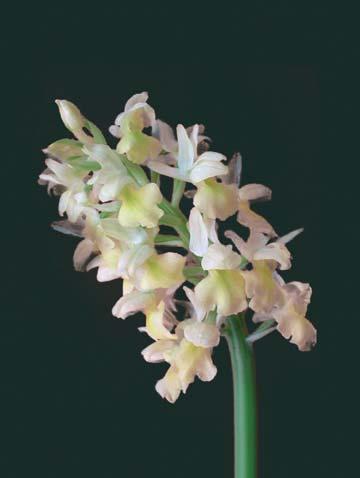 Orchis pallens* Desf.