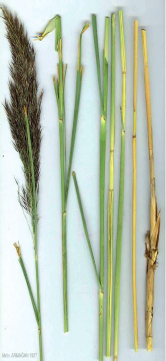 Doğu çınarı (Platanus orientalis) P. orientalis bitkisinin üzerinde yetiştiği topraklardan alınan örneklerde B konsantrasyonu için 984 ile 25225 pm arasında değişen değerler saptanmıştır.