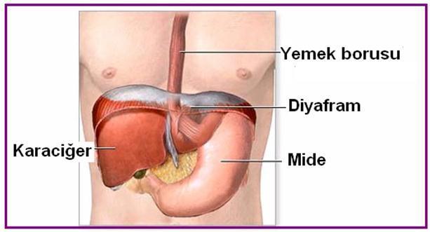 Şekil 1.11: Vücudumuzda midenin konumu Midenin ön ve arka olmak üzere iki yüzü vardır.