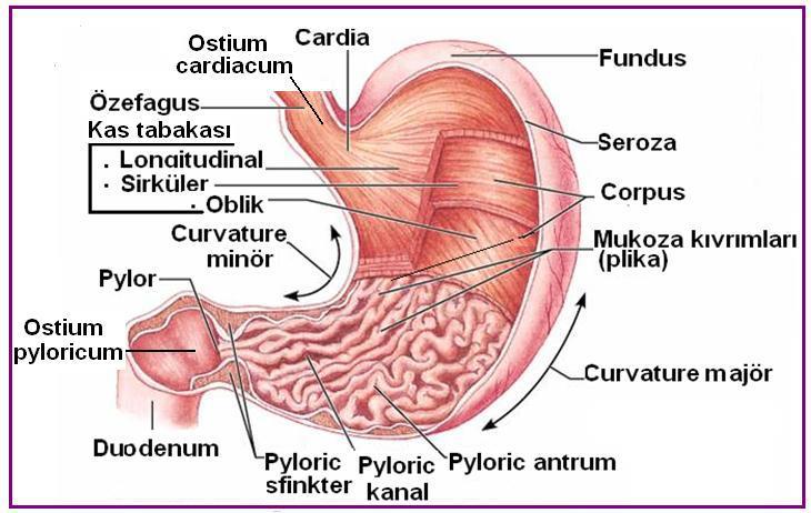 Ösefagus ile birleştiği deliğe ostium cardia, duedonum ile birleştiği deliğe ostium pylorica denir.