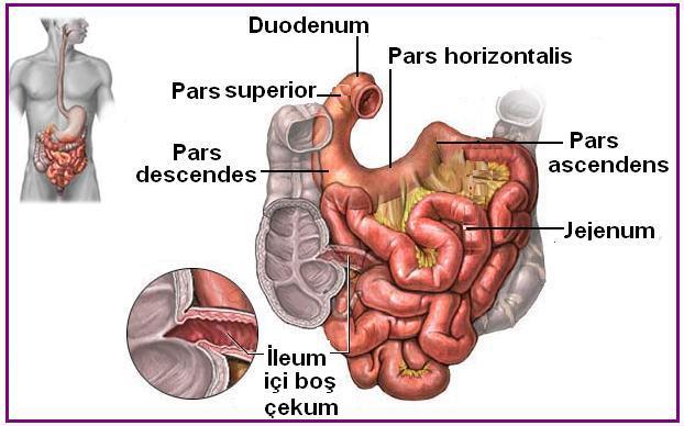 Duodenum yukardan aşağıya dört bölüme ayrılır. Üst parça (Pars superior): Duodenumun pylordan sonra gelen 5-6 cm lik kısmıdır.