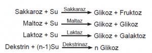 Midede karbonhidrat sindirimi görülmez. Karbonhidrat sindiriminin tamamlandığı yer ince bağırsaktır.