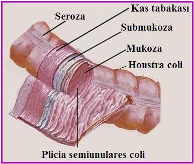 1.6. Kalın Bağırsaklar (İntestinum Crassum) İnce bağırsakların son bölümü olan ileum ile kalın bağırsakların ilk bölümü çekum arasındaki ileoçekal kapaktan başlayarak anüse kadar uzanır.