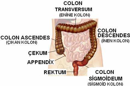 Kolonlar Kalın bağırsağın çekumdan sonra gelen dört bölümlü, ikinci kısmıdır. Colon ascendes (yükselen colon): 10 15 cm lik kolon bölümü olup karın boşluğunun sağ tarafı boyunca yukarı doğru uzanır.