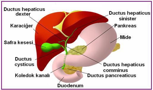 Şekil 2.4: Safra kanalları Safranın Görevleri Yağların mekanik olarak sindirilmesini sağlar. Yağda eriyen A - D - E - K vitaminlerinin emilimini artırır.