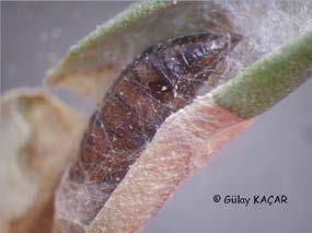 pupası (a), parazitoit çıkmış pupa (b), Itoplectis maculator (c), Pristomerus armatus