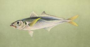 M: Karagöz İstavrit İ: Atlantic horse mackerel A: Holzmakrele F: Chinchard d Europa İSTAVRİT Trachurus trachurus (LINNAEUS, 1758) Genel özellikleri: Vücutları