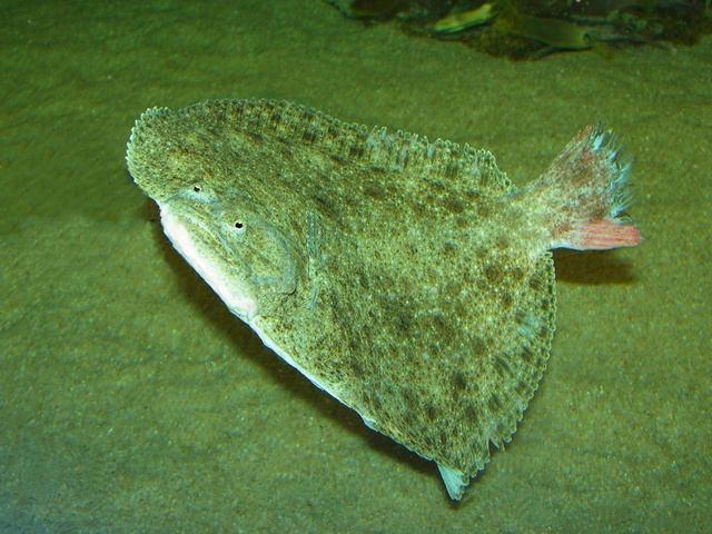KALKAN Psetta maxima maeotica (Pallas, 1811) M: Sofra Balığı İ: Turbot A: Haandreiß F: Turbot Genel özellikleri: Derisi pulsuz fakat küçük kemiksi yumrularla kaplıdır.