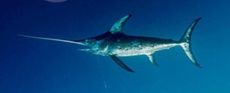 KILIÇ Xiphias gladius (Linnaeus, 1758) İ: Swordfish A: Schwertfisch F: Espadon Genel özellikleri: Burun uzun ve yassı bir kılıç