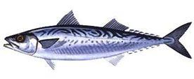 KOLYOZ Scomber japonicus (Houttuyn, 1780) İ: Chub mackerel A: Blasenmakrele F: Bis Genel özellikleri: Uzun