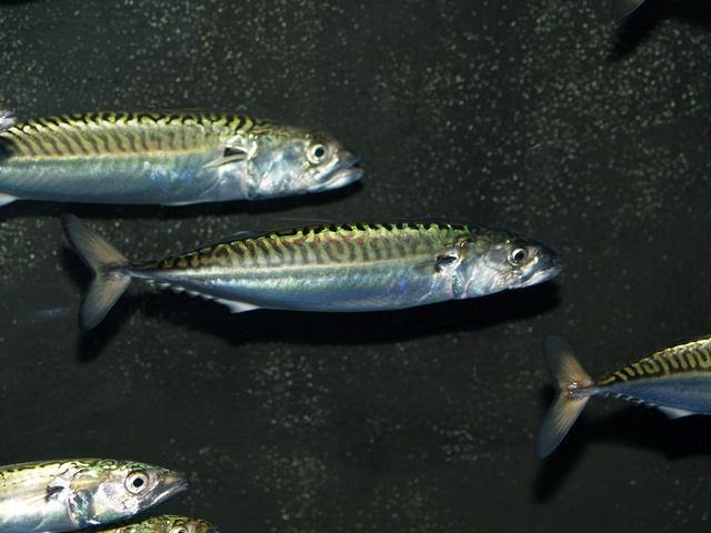 USKUMRU Scomber scombrus (Linnaeus, 1758) M: Çiroz, Kırma Çiroz İ: Atlantic mackerel A: Gemeine M akrele F: M aquereau commun Genel özellikleri: Uzun yuvarlak vücutlu, iki sırt yüzgeçlidir.