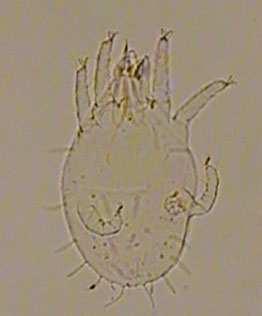 a b Şekil. 4.9 a C. lanceolasetae larva (x 10), b C. lanceolasetae larva (x 20) Zarar Şekli: Mısır ve Kıbrısta yapraklarını döken meyve ağaçlarının önemli zararlısıdır. Al-Gboory (1987) C.