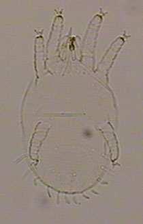 Larva Vücut uzunluğu 159,53±10,418, eni 104,78±1,1215 ve gnathosoma ile birlikte boyu 184,22 ± 10,507µm (n:3) dir. Propodosoma ile hysterosoma arasıdaki çizgi ince bir hat halinde belirgindir.