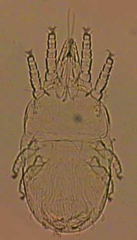 (x10) 27 Aegyptobia aletes