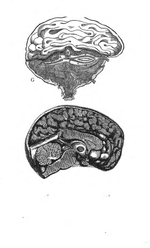 50 bis Şekil 3. Rene Descartes'ın L'Hommeve Nicolas Stenon'un Beynin Anatomisi Hakkında Konuşma başlıklı eserlerindeki beyin tasarımlarının karşılaştırılması.