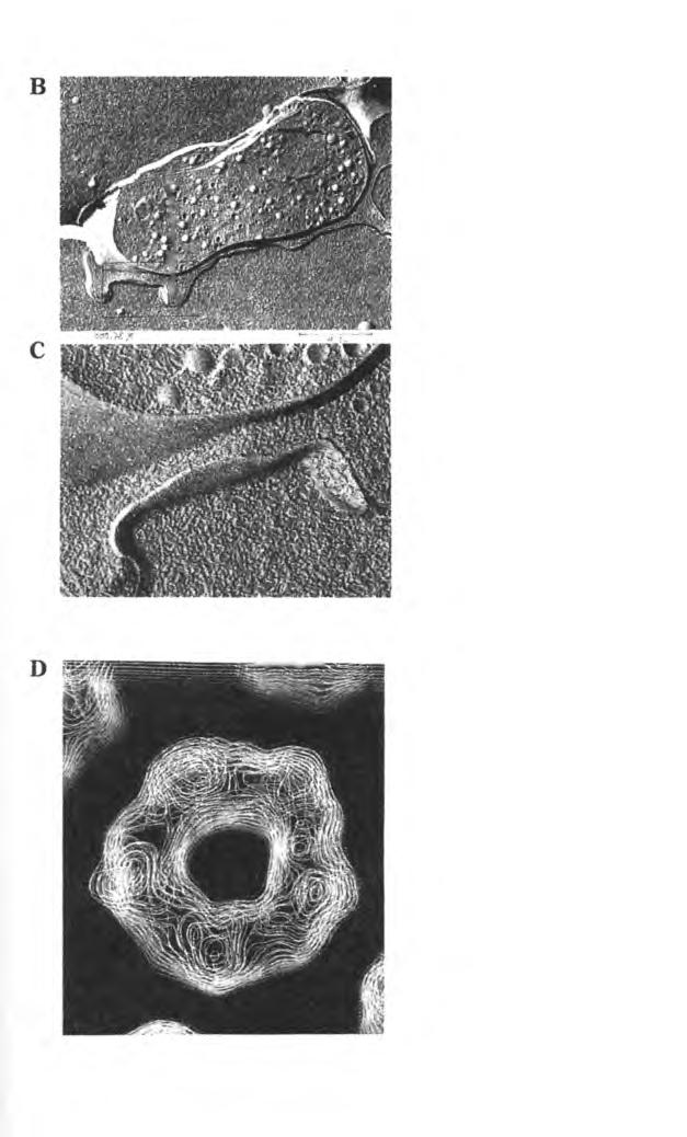 B ve C. Torpil balığında, elektrik siniriyle elektrik organının bir hücresi arasındaki çok basit bir sinapsın elektronik mikroskopta görünümü.