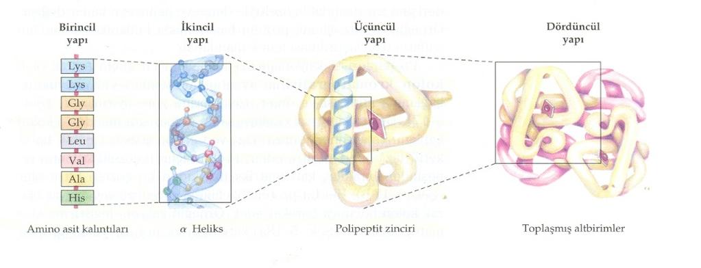 Büyük karmaşık moleküller: Proteinler