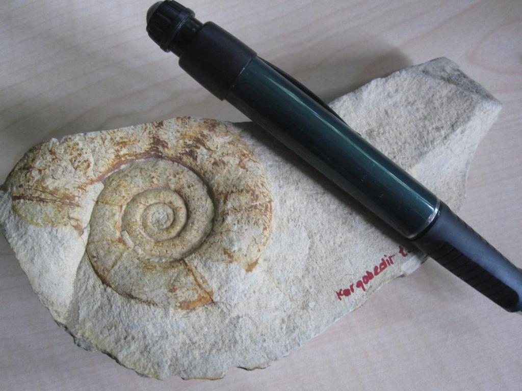 yaptığımız çalışmalarda da Kargabedir Tepesi ve Kızılburun Tepesi nde Jura yaşlı Ammonites ve Pelecypod makro fosiline