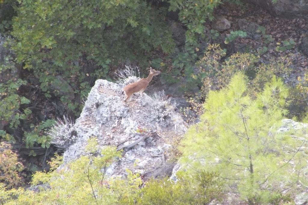 sahasından yaban keçisi (Capra aegagrus)