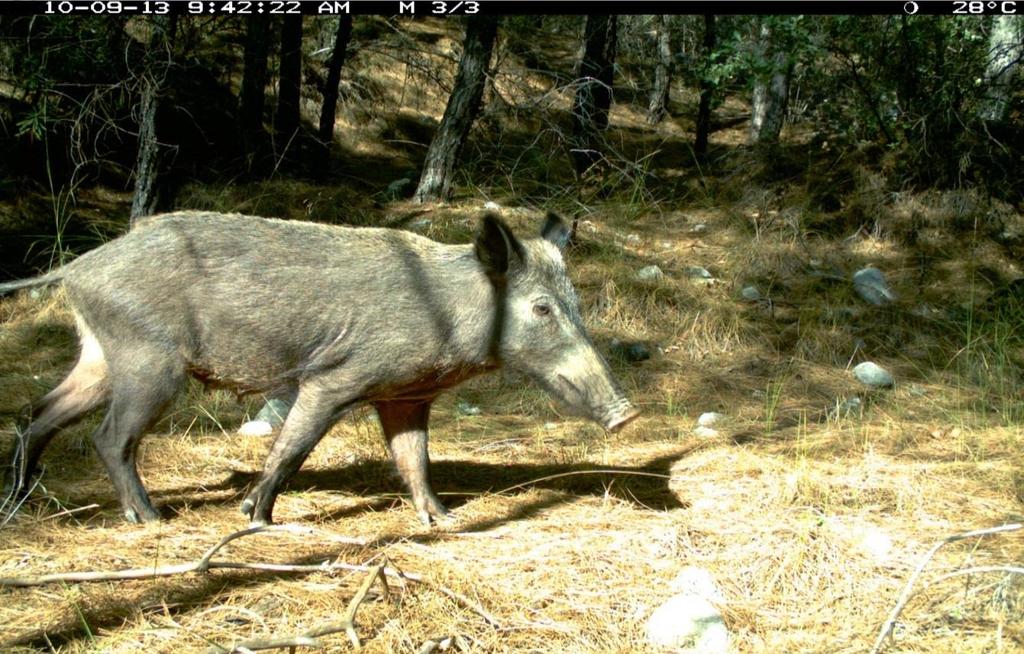 sahasında alageyik ( Cervus dama ) Şekil 4.