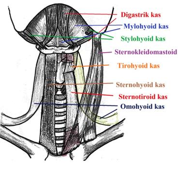Burada hyotiroid kasın hyoid kemiğin sadace anterior parçasına tutunması önemlidir.