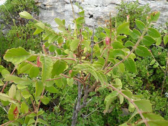 Rhus coriaria