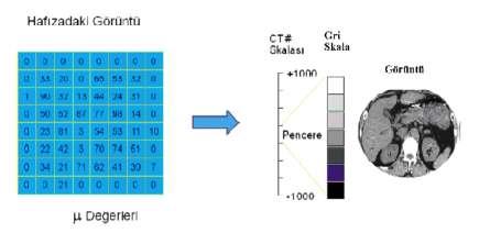 BT=[(μdoku-μsu)/μsu ] x 1000 HU BT numarası, gri skalaya dönüştürülerek görüntü meydana gelmektedir (Bor 2009). Şekil 2. 4 BT cihazında görüntünün elde edilmesi.