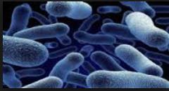 Bakteriüri: Steril koşullarda alınan orta akım idrarında 10 bakteri/ml bulunması Anlamlı bakteriüri: 10 5 cfu /ml bakteri Direkt bakı (boyasız) X40 lık objektif