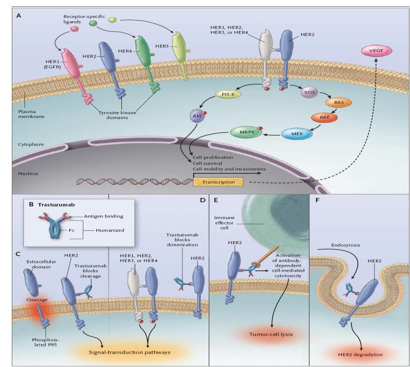 Trastuzumab: