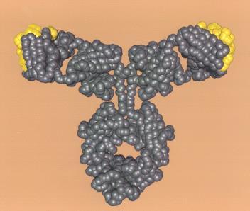 Trastuzumab (Herceptin ) hypervariabl mürin antikor fragmanınca tanınan HER2 epitopları İnsan IgG-1 Humanize monoklonal antikor 95% insan, 5% mürin Akut hipersensitivite < %10 HAMA (human anti-mouse