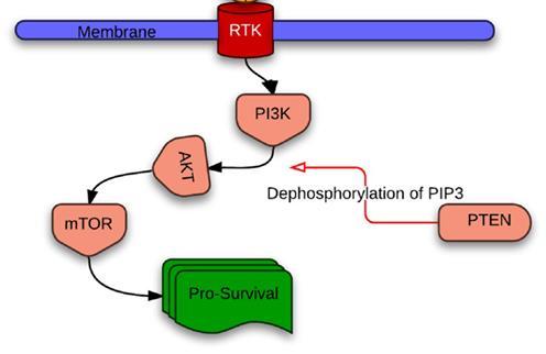 PI3K/PTEN/AKT/mTOR sinyal yolağı mutasyonları, kanser gelişiminde