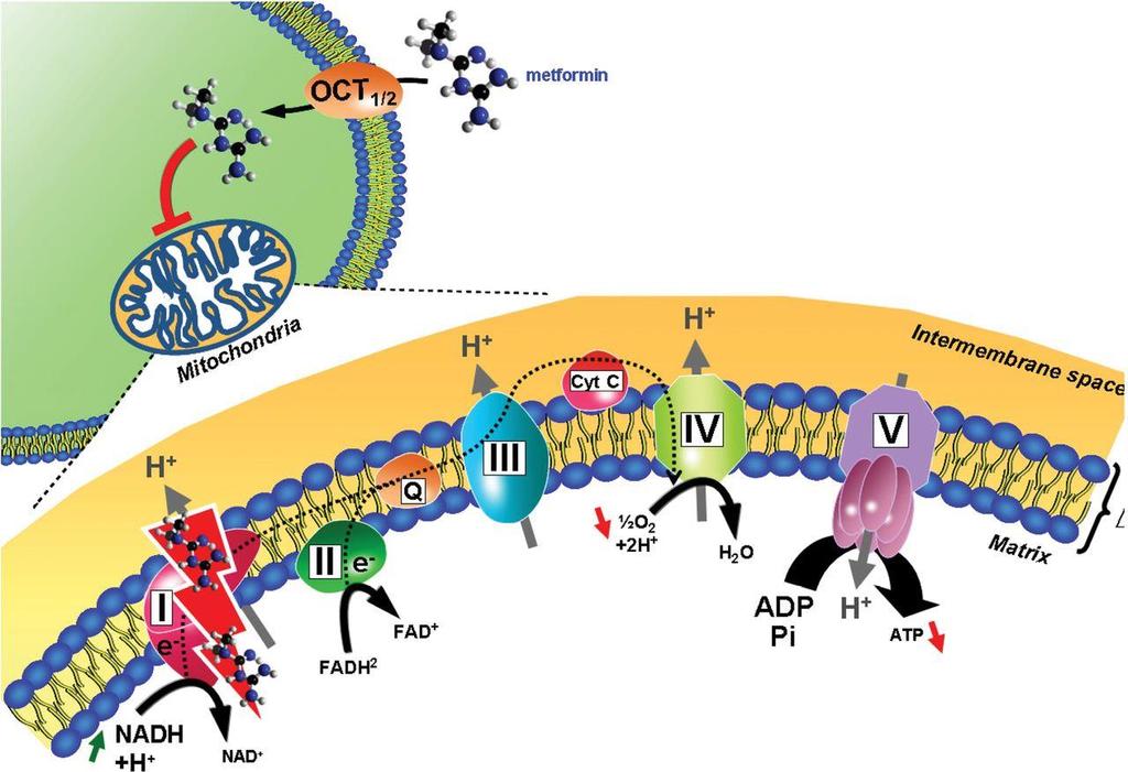 Metforminin primer hedefi: Mitokondrial Respiratory