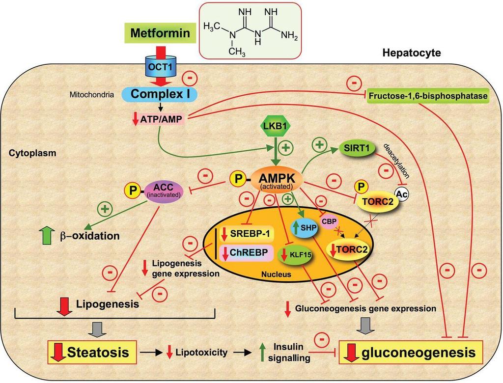 Metformin LKB1 ye bağlı AMPK sinyal yolağını aktive eder Hepatosit