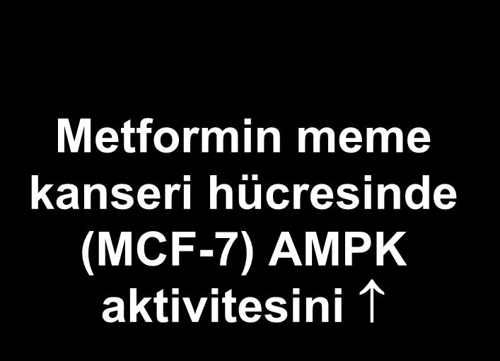 Meme kanser hücreleri 10 mm metformin;