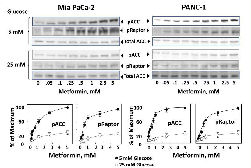Pankreas kanser hücrelerinde metformine bağlı AMPK aktivasyonu fizyolojik
