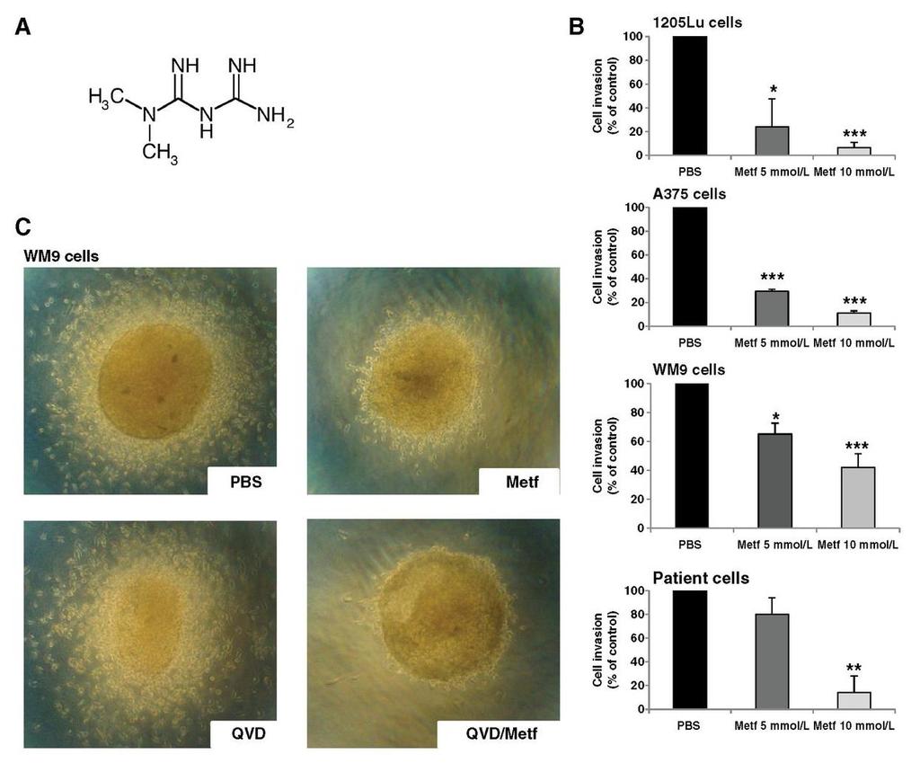 Metformin melanom invazyonunu p53 aracılığıyla inhibe