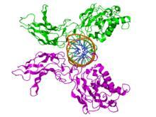 Metforminin Anti-inflamatuvar etkileri Kanser kök hücre dediferansiyonunu engeller AMPK ya bağlı inaktivasyon: NF- B STAT3 (signal transducer and activator of transcription 3) HIF-1 (hypoxia induced