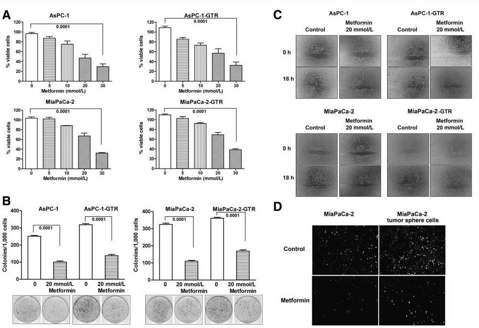 Metformin, pankreatik kanser hücrelerinde CSC fonksiyonunu mirna regülasyonunu etkileyerek inhibe eder Hücre proliferasyonu, migrasyon ve