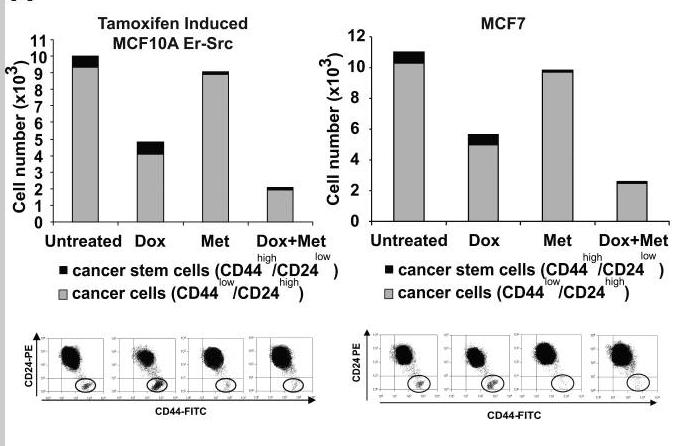 Metformin+doxorubicin kombinasyonu Metformin CD44+/CD24- kanser kök hücrelerini inhibe etmekte Doxorubinin sitotoksik etkisi Tümör remisyon süresi, kemoterapi dozu
