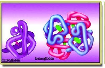 Et myoglobin ve hemoglobin pigmenti