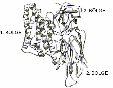 İnce H.Ö., Bahadıroğlu C., Toroğlu S., Bozdoğan H. Şekil 1. Bacillus thuringiensis e ait kristal proteinin yapısı 29 Şekil 2. Bacillus thuringiensis in etki mekanizması 31. 4.