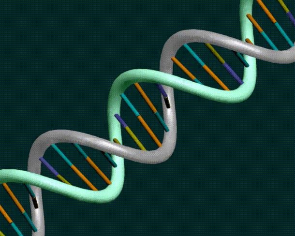 Genetik Modifikasyon (Değişiklik) Genetik değişiklik organizmanın DNA sının değişmesidir. DNA nın bir bölgesi değiştirilerek veya yeni bir gen ilave edilerek yapılır.