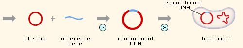 Antifreeze DNA sı plazmid olarak adlandırılan DNA parçasına eklenir.