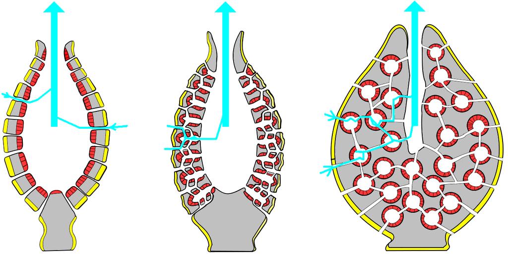 Pinakosit sırası Koanositler Mesoglea ANATOMİK YAPI Süngerlerde 3 vücut tipi görülür H 2 O Ascon Sycon Leucon Vücut duvarı basitçe pinakosit ve koanosit sıraları arasındaki mesogleadan oluşur