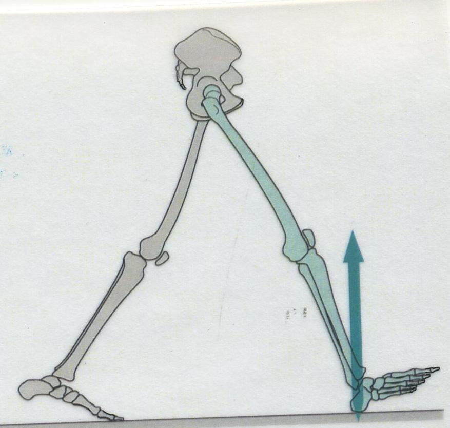 8 SERAP ALSANCAK aşamadır. Ancak bu tibialis anterior kasının eccentric konraksiyonu ile kontrollü biçimde yapılır ve gerçekleşen plantar fleksiyon 10 0 yi geçmez.