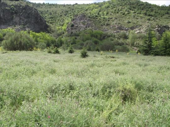 6.211) Tarım Alanları: Gölcük Tabiat Parkı tarım alanları, geçmişte yörede yaşayan halk tarafından dikilen elma, armut, kiraz, erik, buğday, arpa,