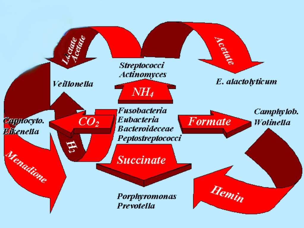 313 İnfekte kök kanalı mikrobiyotası bakterileri arasındaki karmaşık metabolik ilişki.