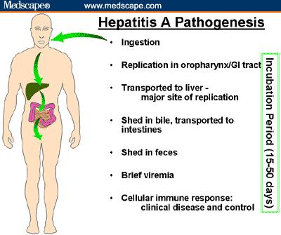 Su ve gıdalarla alınan virüs, Karaciğerde hepatositlere özgü reseptörlere bağlanır, HAV ın replikasyon merkezi hepatositler Hepatositlerde hasara yol açar