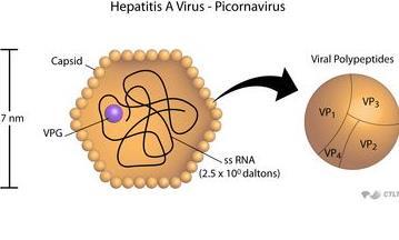 27-32 nm çapında Sferik, zarfsız Picornaviridae ailesinden Hepatovirus genusunda RNA virüsü Sadece 1 serotip, fakat 4 insan genotipi (I-IV) Antijenik