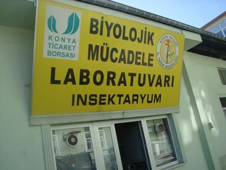 8 3. MATERYAL VE YÖNTEM Çalışmanın ana materyalini, kışlaklardan toplanan Süne, Eurygaster maura (Het.